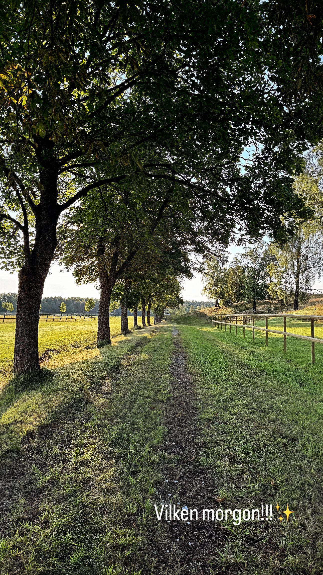 Vacker allé på Wisbohammar